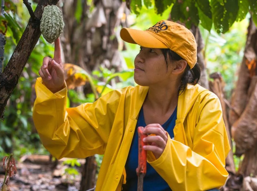 Mayumi Ogata en los orígenes del cacao colombiano