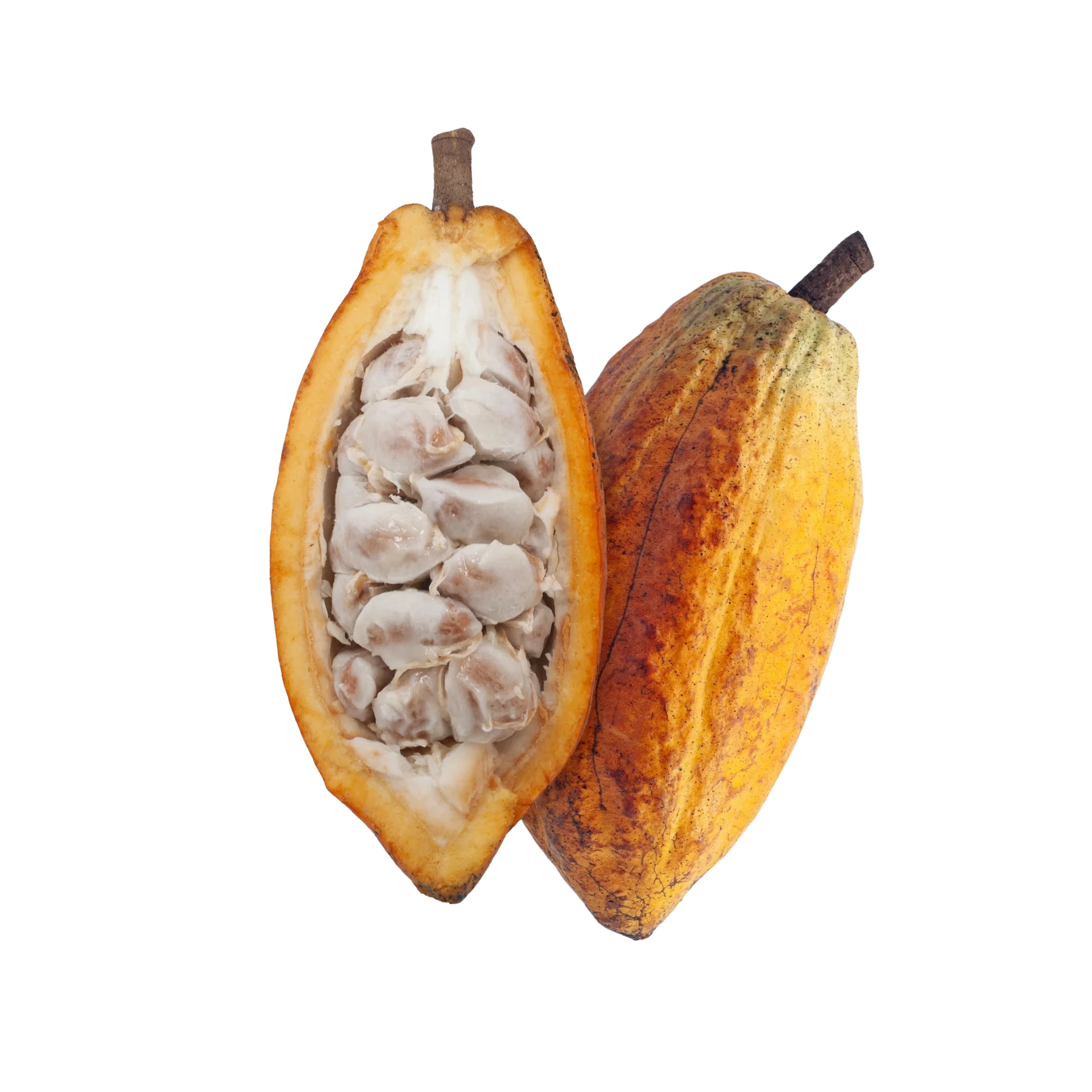 Fruto de cacao abierto — la materia prima